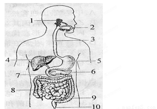 消化系統結構與功能解析
